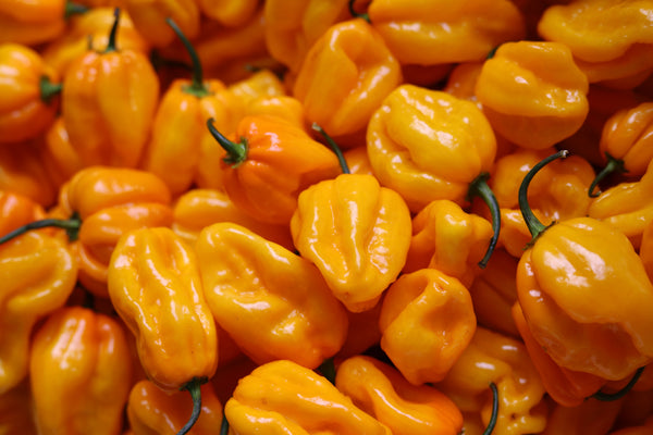 L'ECHELLE DE SCOVILLE : COMMENT MESURER LA FORCE DES PIMENTS ?